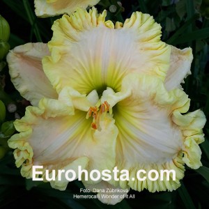 Hemerocallis Wonder of it All - Eurohosta