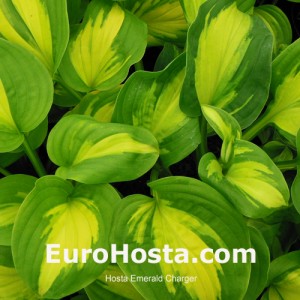 Hosta-Emerald-Charger-Eurohosta