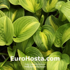 Hosta-Emerald-Charger-Eurohosta