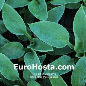 Hosta Blue Plate Special - Eurohosta