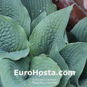 Hosta Blue Umbrellas - Eurohosta