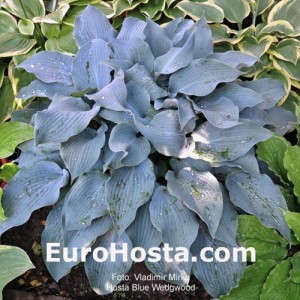 Hosta Blue Wedgwood - Eurohosta
