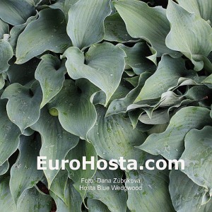 Hosta Blue Wedgwood - Eurohosta