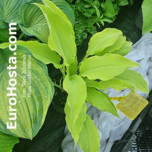 Hosta Buffalo Golden Warrior