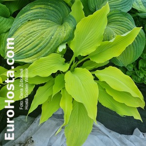 Hosta Buffalo Golden Warrior