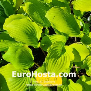 hosta Buffalo Grassland Blush