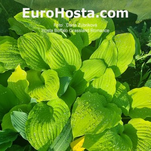 hosta Buffalo Grassland Blush