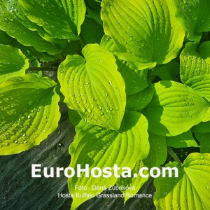 hosta Buffalo Grassland Blush