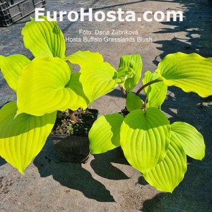 hosta Buffalo Grassland Blush