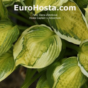 Hosta Captain's Adventure - Eurohosta