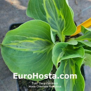 hosta Chiemsee Ridiculous 