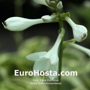 Hosta Diana Remembered - Eurohosta
