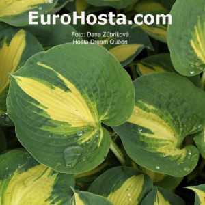 Hosta Dream Queen - Eurohosta