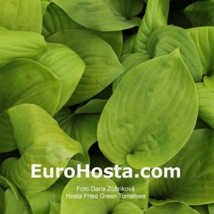 Hosta Fried Green Tomatoes - Eurohosta