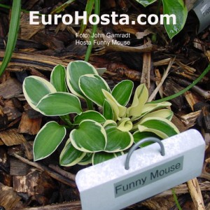 Hosta Funny Mouse Ears - Eurohosta