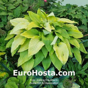 Hosta Gilt by Association - Eurohosta