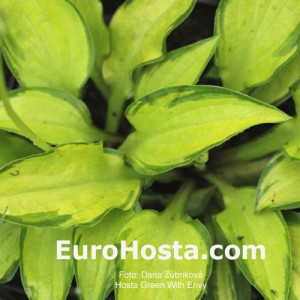 Hosta Green With Envy - Eurohosta