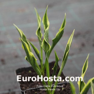 Hosta Hands Up - Eurohosta