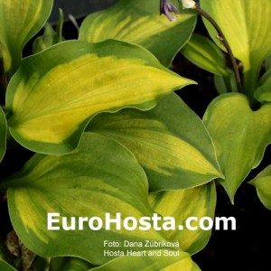 Hosta Heart and Soul - Eurohosta