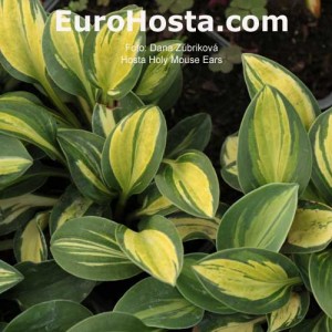 Hosta Holy Mouse Ears - Eurohosta