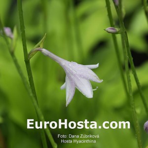 Hosta Hyacithina - Eurohosta
