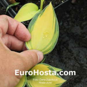 Hosta June - Eurohosta