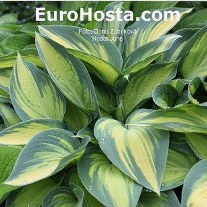 Hosta June - Eurohosta
