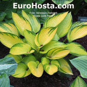 Hosta June Fever - Eurohosta