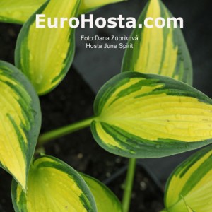 Hosta June Spirit - Eurohosta
