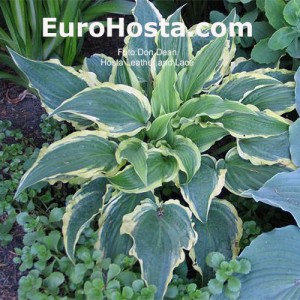 Hosta Leather and Lace