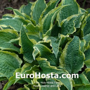 Hosta Leather and Lace