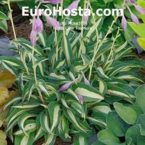 Hosta Little Treasure - Eurohosta