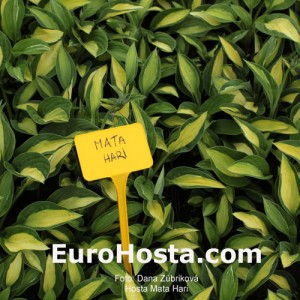 Hosta Mata Hari - Eurohosta