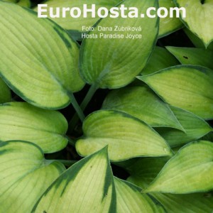 Hosta Paradise Joyce - Eurohosta