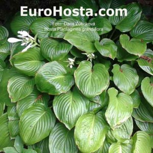 Hosta Plantiginea Grandiflora