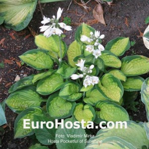 Hosta Pocketful of Sunshine - Eurohosta