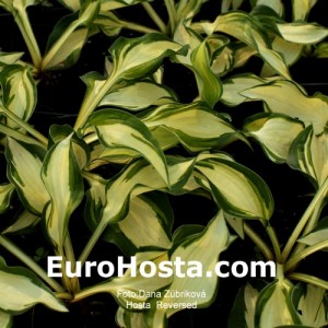 Hosta Reversed - Eurohosta