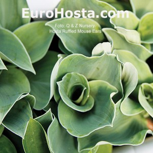Hosta 'Ruffled Mouse Ears' - Eurohosta