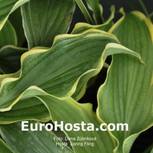 Hosta Spring Fling - Eurohosta