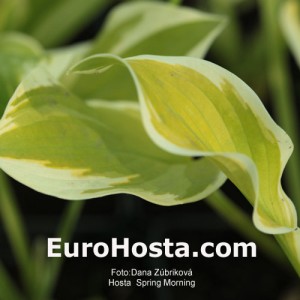 Hosta Spring Morning - Eurohosta