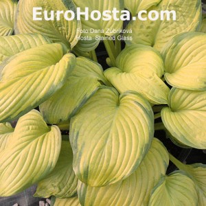 Hosta Stained Glass - Eurohosta