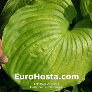 Hosta Sum and Substance - Eurohosta