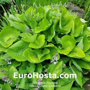 Hosta Sum and Substance - Eurohosta