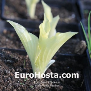 Hosta White Feather - Eurohosta