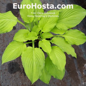 Hosta Funkie Yesterday's Memories | EUROHOSTA