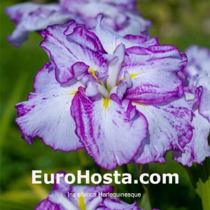 Iris Ensata Harlequinesque