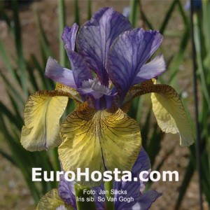 iris sibirica So van Gogh