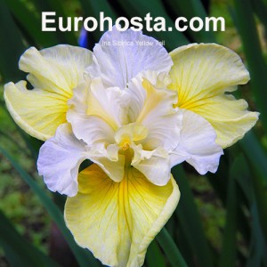iris Sibirica Yellow Tail