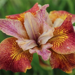iris rare