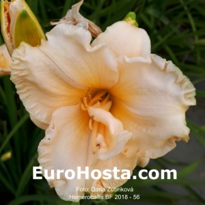 Hemerocallis BF 2018 - 56 Eurohosta